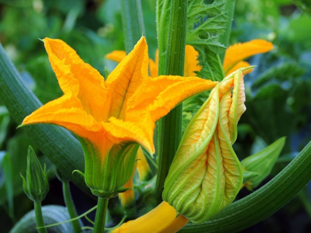 Conheça 10 flores de hortaliças que você não sabia que são comestíveis Conheça 10 flores de hortaliças que você não sabia que são comestíveis
