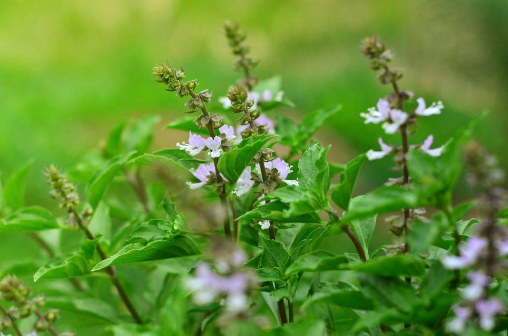 Conheça 10 flores de hortaliças que você não sabia que são comestíveis Conheça 10 flores de hortaliças que você não sabia que são comestíveis