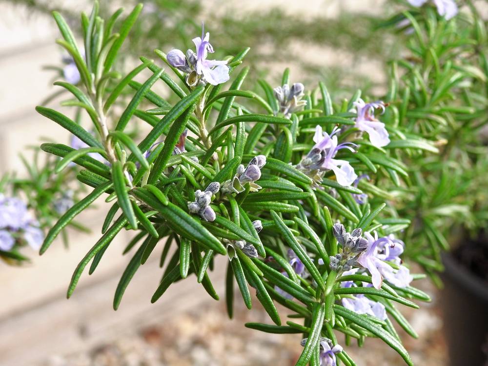 Conheça 10 flores de hortaliças que você não sabia que são comestíveis Conheça 10 flores de hortaliças que você não sabia que são comestíveis