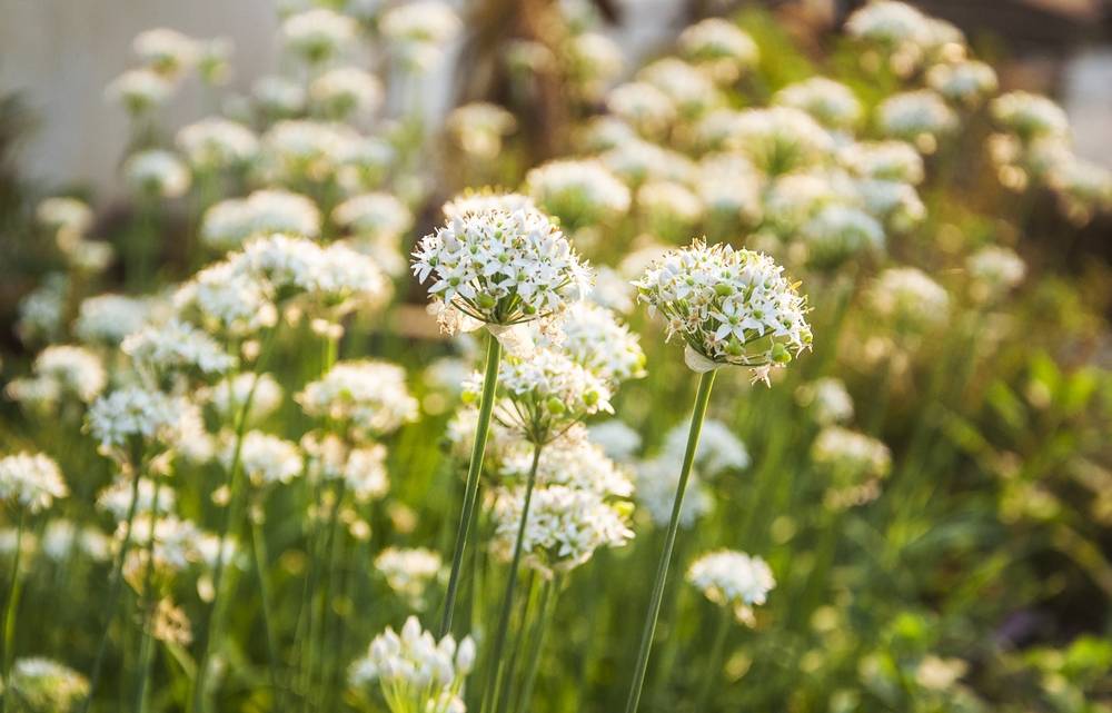 Conheça 10 flores de hortaliças que você não sabia que são comestíveis Conheça 10 flores de hortaliças que você não sabia que são comestíveis