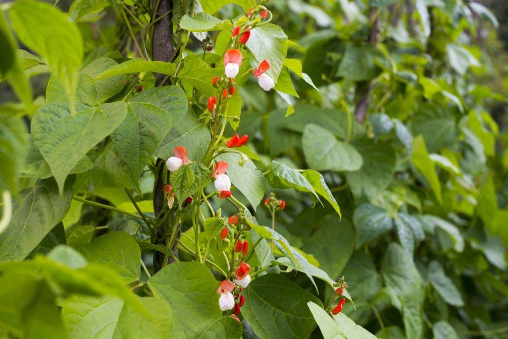 Conheça 10 flores de hortaliças que você não sabia que são comestíveis Conheça 10 flores de hortaliças que você não sabia que são comestíveis