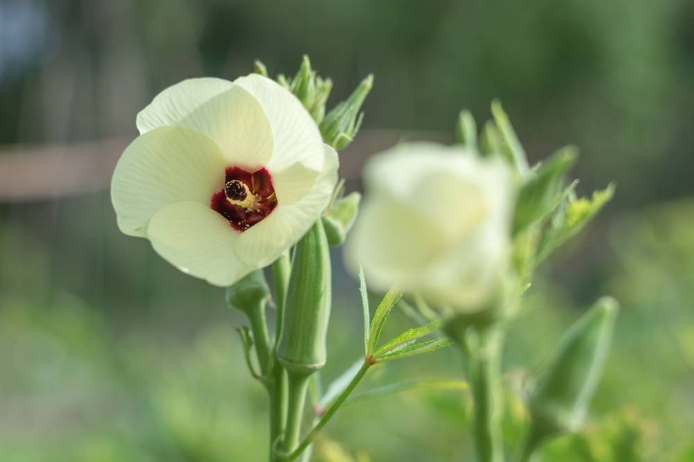 Conheça 10 flores de hortaliças que você não sabia que são comestíveis Conheça 10 flores de hortaliças que você não sabia que são comestíveis