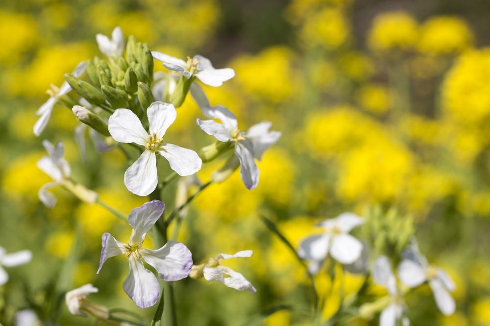 Conheça 10 flores de hortaliças que você não sabia que são comestíveis Conheça 10 flores de hortaliças que você não sabia que são comestíveis