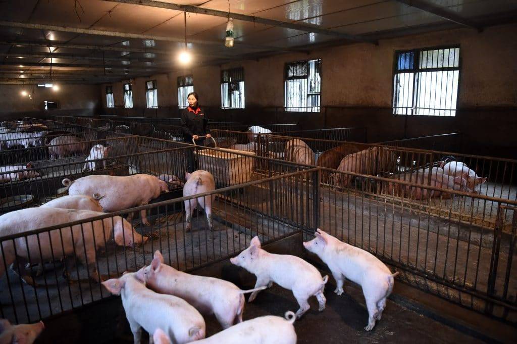 Peste suína trará consequências mundias para o setor pecuário em 2020